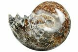 Polished Agatized Ammonite (Phylloceras?) Fossil - Madagascar #213774-1